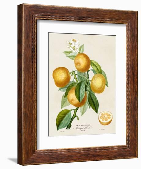 French Orange Botanical III-A. Risso-Framed Premium Giclee Print