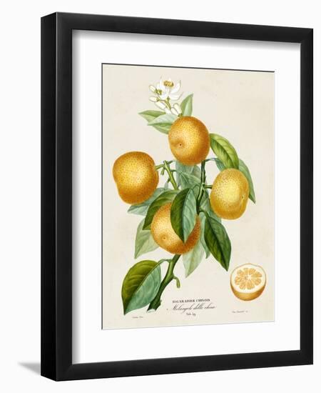 French Orange Botanical III-A. Risso-Framed Premium Giclee Print