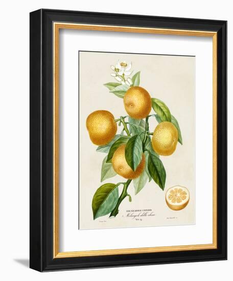 French Orange Botanical III-A. Risso-Framed Premium Giclee Print