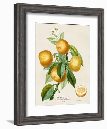 French Orange Botanical III-A. Risso-Framed Art Print