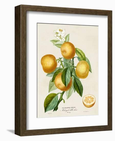 French Orange Botanical III-A. Risso-Framed Art Print