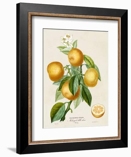 French Orange Botanical III-A. Risso-Framed Art Print