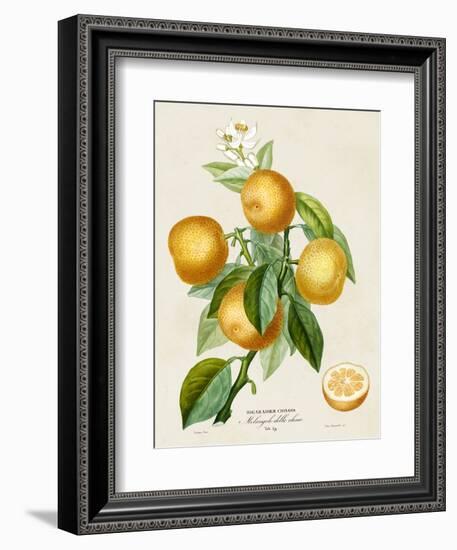 French Orange Botanical III-A. Risso-Framed Art Print