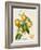 French Orange Botanical III-A. Risso-Framed Art Print