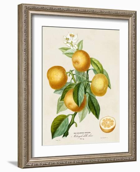 French Orange Botanical III-A. Risso-Framed Art Print