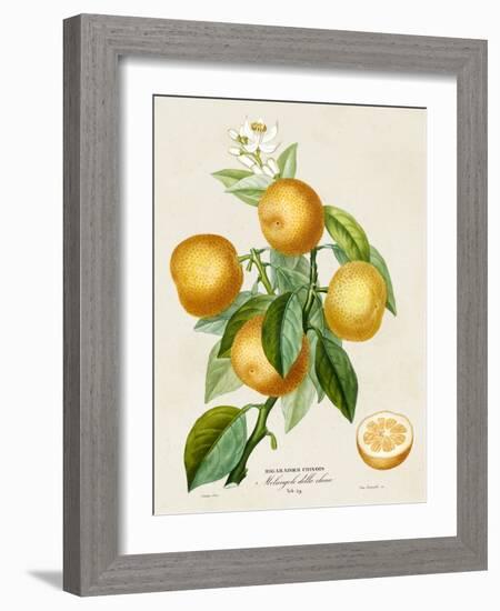 French Orange Botanical III-A. Risso-Framed Art Print