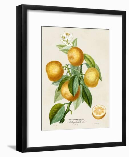 French Orange Botanical III-A. Risso-Framed Art Print