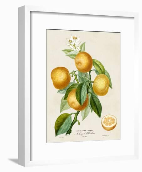 French Orange Botanical III-A. Risso-Framed Art Print