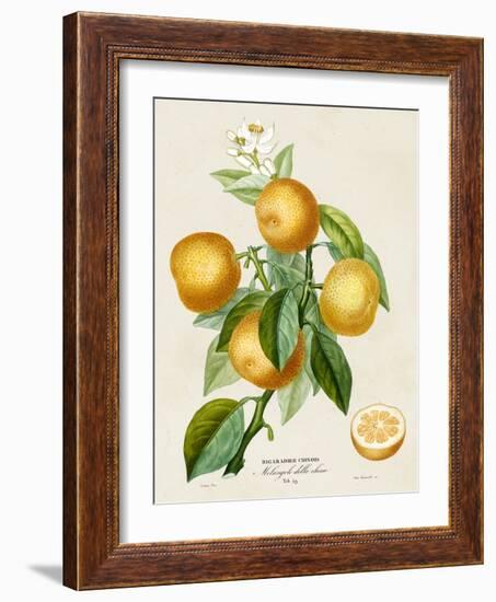 French Orange Botanical III-A. Risso-Framed Art Print