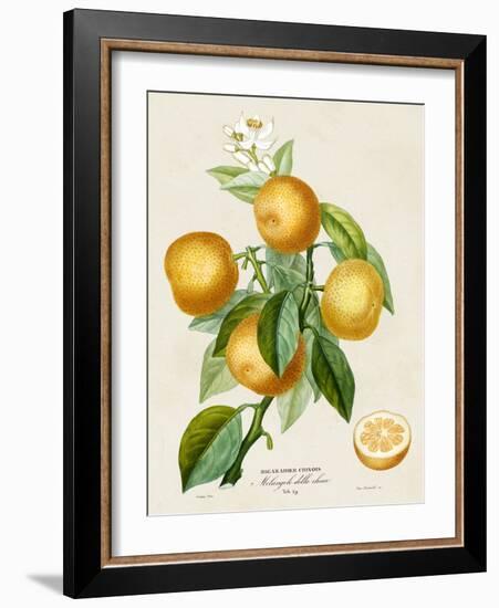 French Orange Botanical III-A. Risso-Framed Art Print