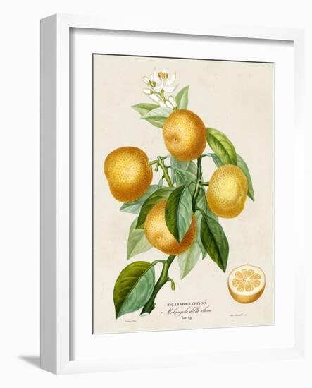 French Orange Botanical III-A. Risso-Framed Art Print