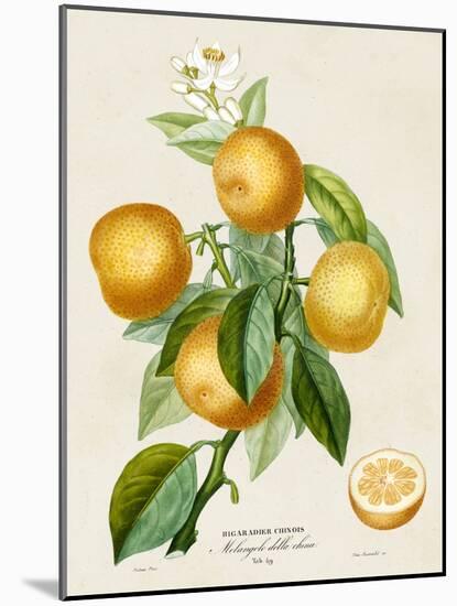 French Orange Botanical III-A. Risso-Mounted Art Print