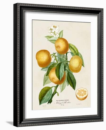 French Orange Botanical III-A. Risso-Framed Art Print