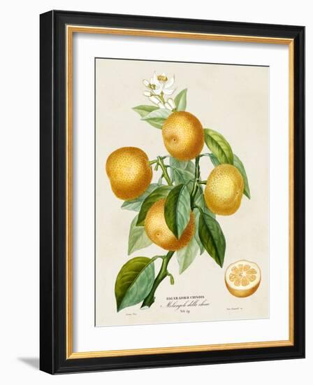 French Orange Botanical III-A. Risso-Framed Art Print