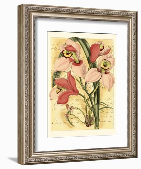 French Orchid-Samuel Curtis-Framed Art Print