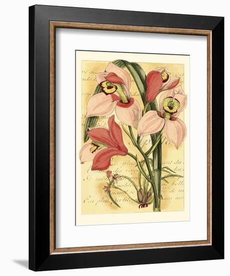 French Orchid-Samuel Curtis-Framed Art Print