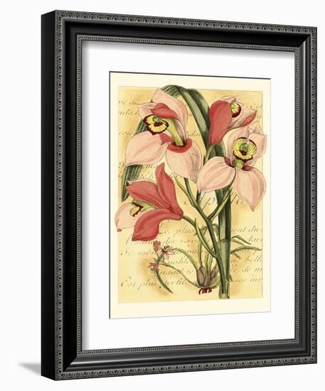 French Orchid-Samuel Curtis-Framed Art Print