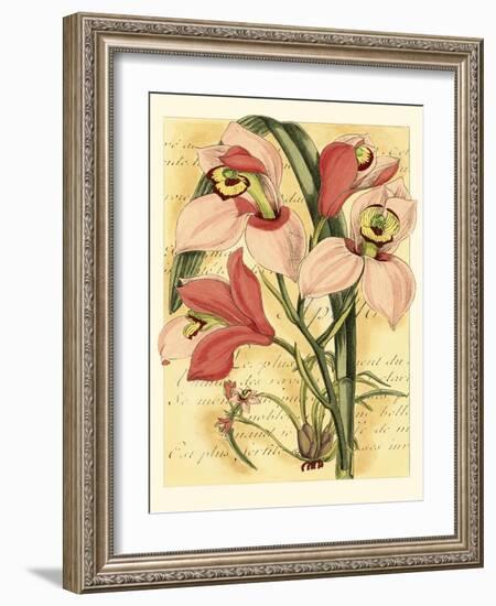 French Orchid-Samuel Curtis-Framed Art Print