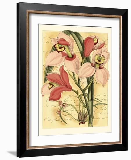 French Orchid-Samuel Curtis-Framed Art Print