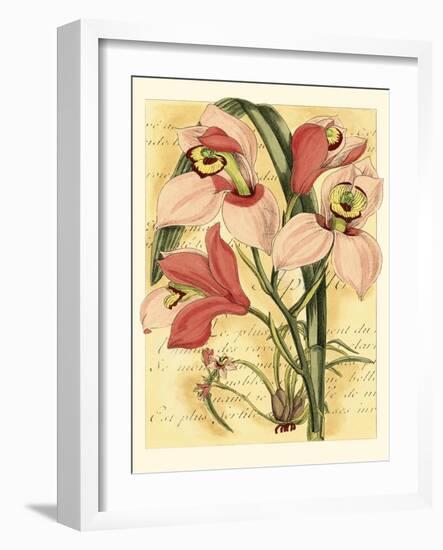 French Orchid-Samuel Curtis-Framed Art Print