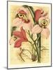 French Orchid-Samuel Curtis-Mounted Art Print