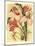 French Orchid-Samuel Curtis-Mounted Art Print