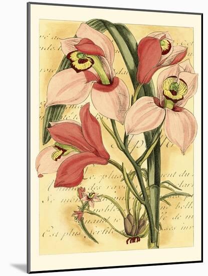 French Orchid-Samuel Curtis-Mounted Art Print