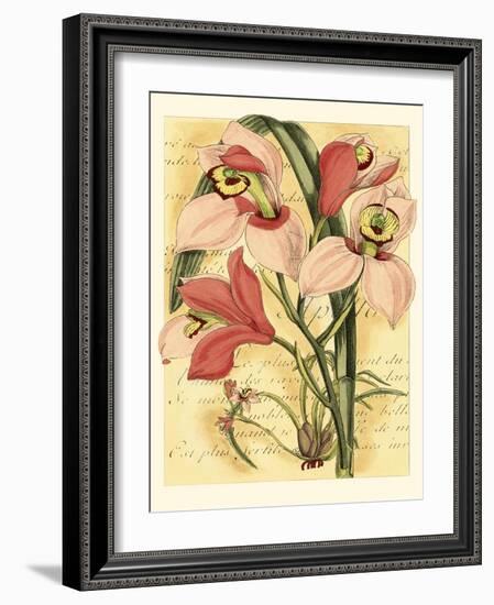 French Orchid-Samuel Curtis-Framed Art Print