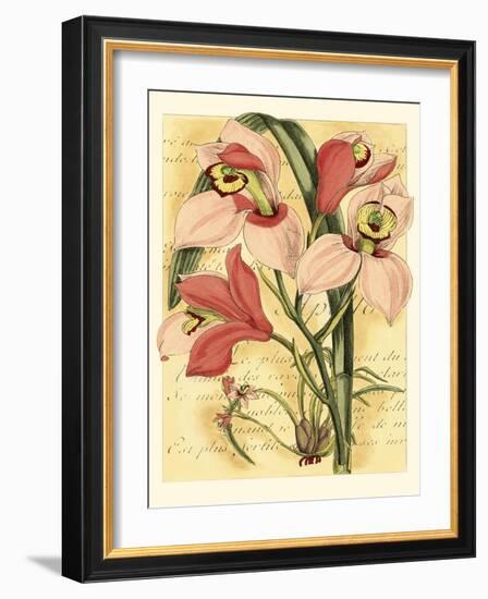 French Orchid-Samuel Curtis-Framed Art Print