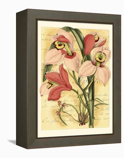 French Orchid-Samuel Curtis-Framed Stretched Canvas