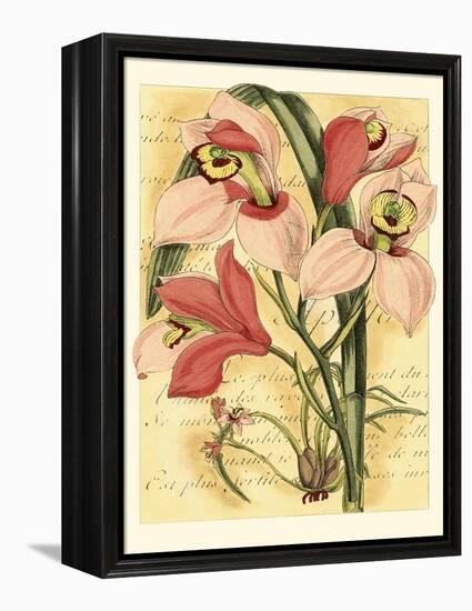 French Orchid-Samuel Curtis-Framed Stretched Canvas