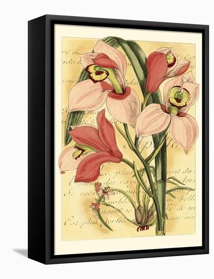 French Orchid-Samuel Curtis-Framed Stretched Canvas