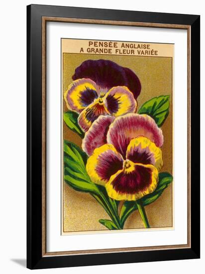 French Pansy Seed Packet-null-Framed Art Print