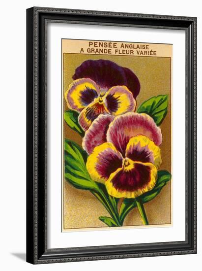 French Pansy Seed Packet-null-Framed Art Print