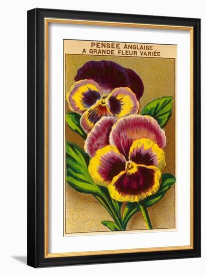 French Pansy Seed Packet-null-Framed Art Print