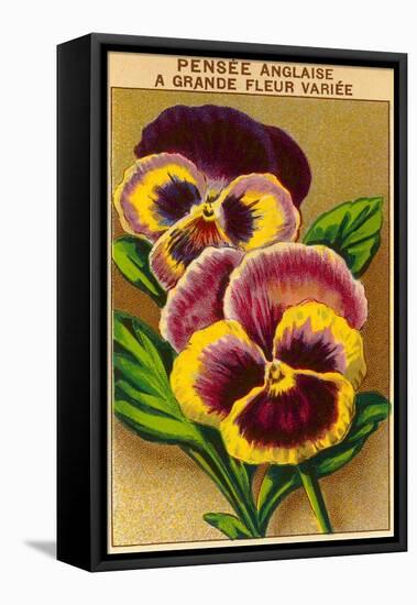 French Pansy Seed Packet-null-Framed Stretched Canvas