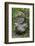 French Polynesia, Austral Islands, Raivavae. Moana Hei-Ata, Stone Tiki-Cindy Miller Hopkins-Framed Photographic Print