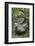 French Polynesia, Austral Islands, Raivavae. Moana Hei-Ata, Stone Tiki-Cindy Miller Hopkins-Framed Photographic Print