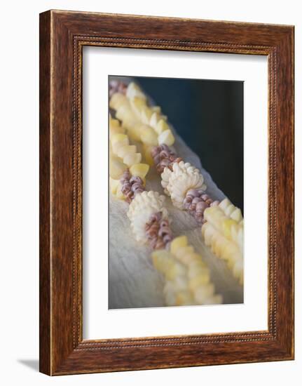 French Polynesia, Island of Mangareva, Rikitea. Mixed Seashell Lei-Cindy Miller Hopkins-Framed Photographic Print