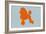 French Poodle Orange-NaxArt-Framed Art Print