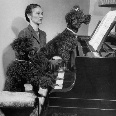 French poodle black and cheap white
