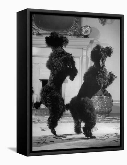 French Poodles Standing on Hind Legs-Mark Kauffman-Framed Premier Image Canvas