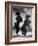 French Poodles Standing on Hind Legs-Mark Kauffman-Framed Photographic Print