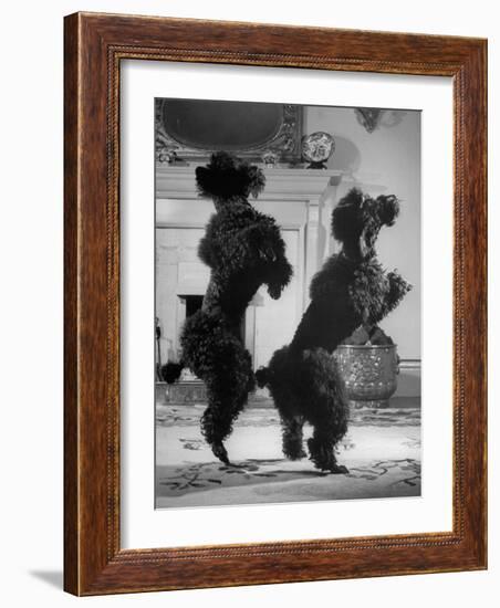 French Poodles Standing on Hind Legs-Mark Kauffman-Framed Photographic Print