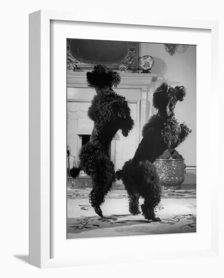 French Poodles Standing on Hind Legs-Mark Kauffman-Framed Photographic Print