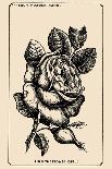 The Old Bachelor and Hidden Love! Find Cupid!-French Puzzle Card-Art Print