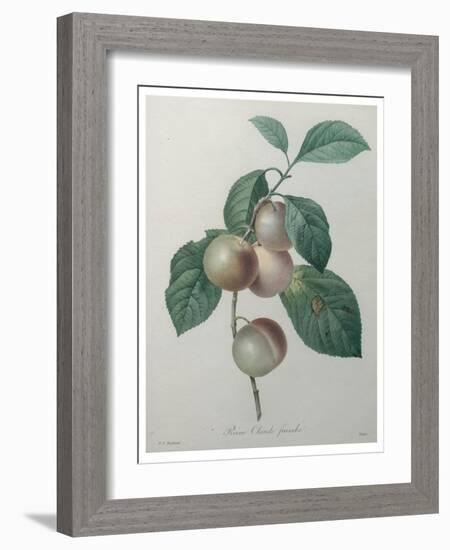 French Queen Plums-Pierre-Joseph Redoute-Framed Art Print