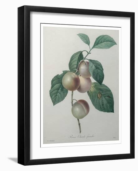 French Queen Plums-Pierre-Joseph Redoute-Framed Art Print