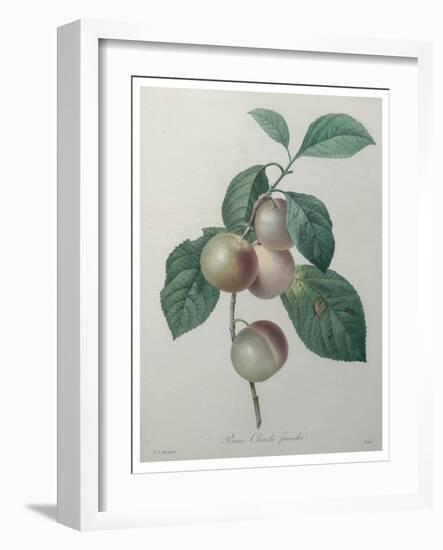 French Queen Plums-Pierre-Joseph Redoute-Framed Art Print