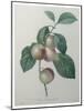 French Queen Plums-Pierre-Joseph Redoute-Mounted Art Print